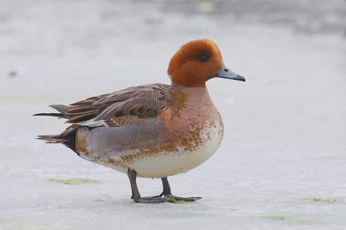 Wigeon