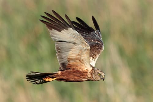 Marsh Harrier