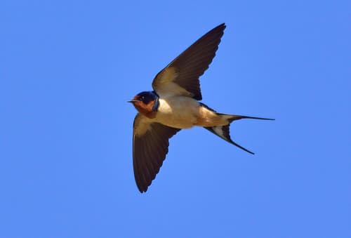 Swallow