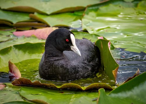 Coot