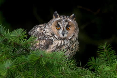 Long-eared Owl
