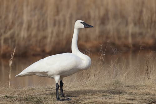 Bewick's Swan