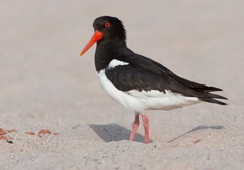Oystercatcher