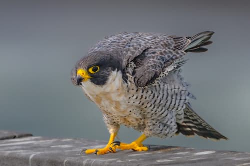 Peregrine