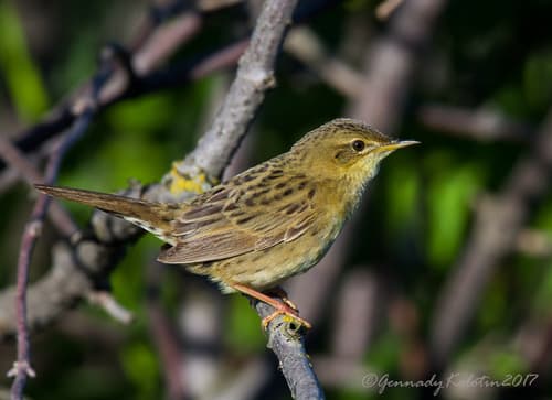 Grasshopper Warbler