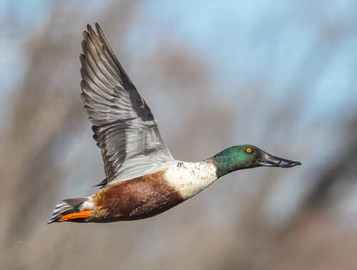 Shoveler