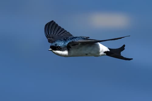 House Martin