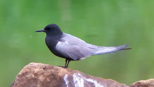 Black Tern