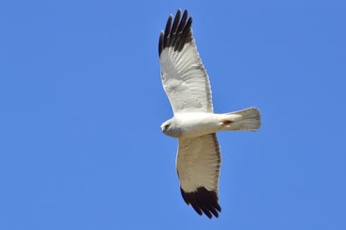 Hen Harrier