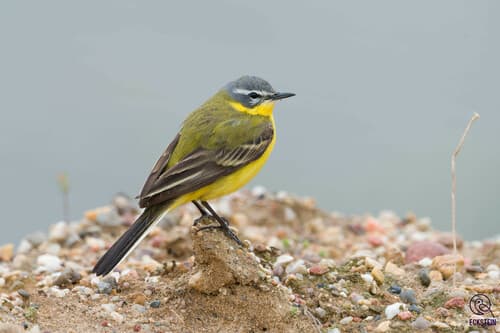 Yellow Wagtail