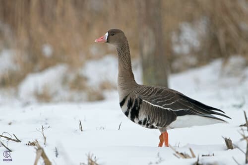 White-fronted Goose