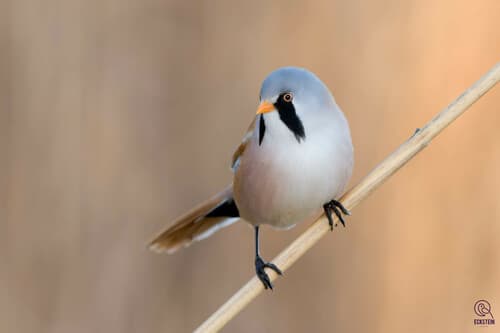 Bearded Tit