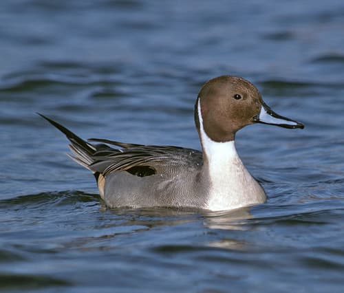 Pintail