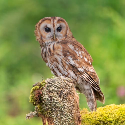 Tawny Owl