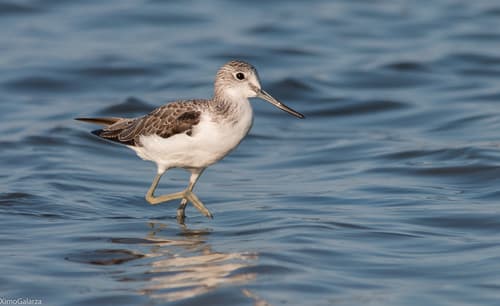 Greenshank