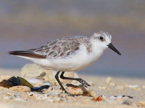 Sanderling