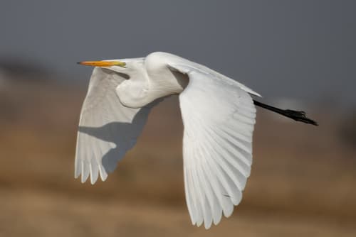 Great White Egret