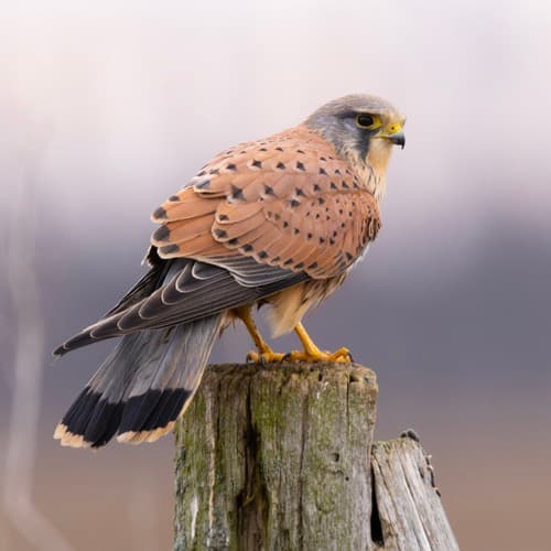 Kestrel