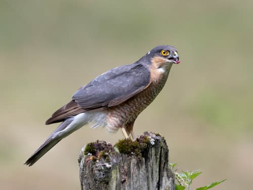 Sparrowhawk