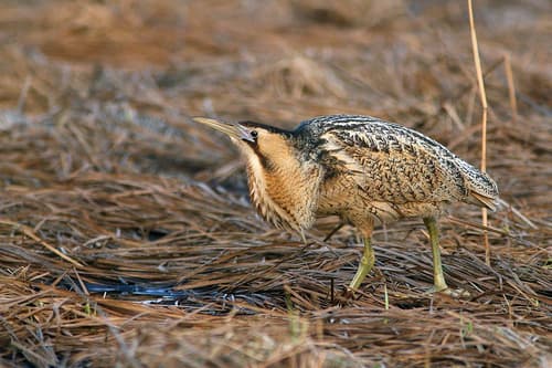 Bittern