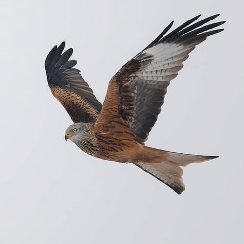 Red Kite