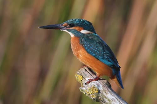 Kingfisher