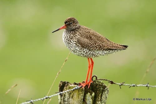 Redshank