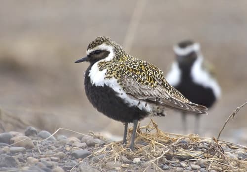 Golden Plover