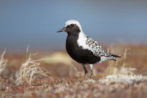 Grey Plover