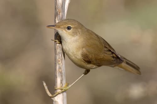 Reed Warbler