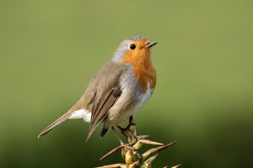 Robin