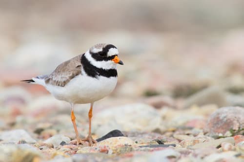 Ringed Plover